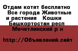 Отдам котят бесплатно  - Все города Животные и растения » Кошки   . Башкортостан респ.,Мечетлинский р-н